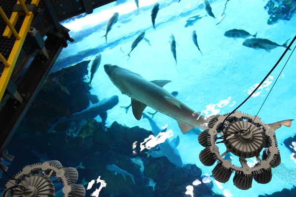 Explore the Shark Tank at Golden Nugget Las Vegas