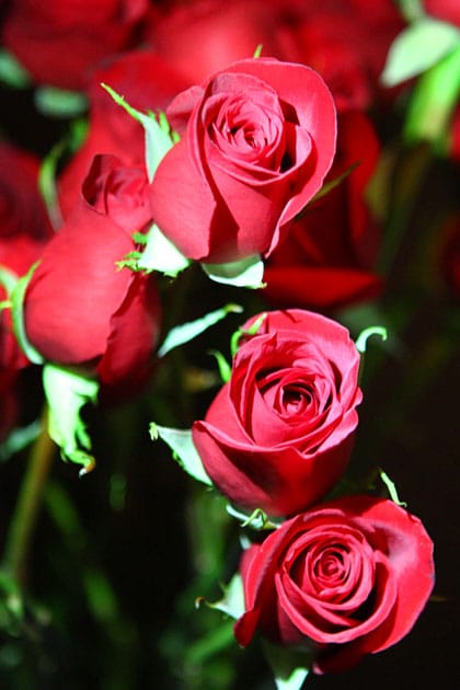 Hugos Cellar Red Roses