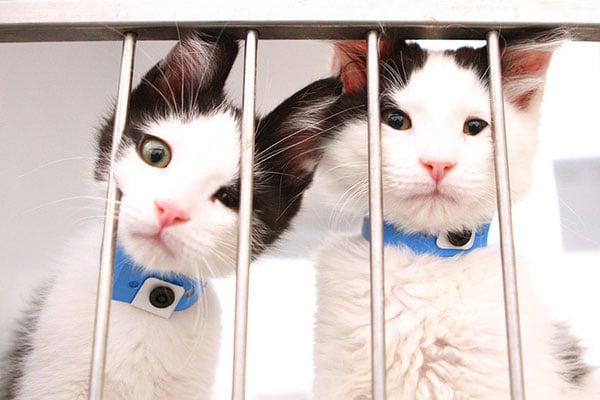 Animal Foundation Kitties