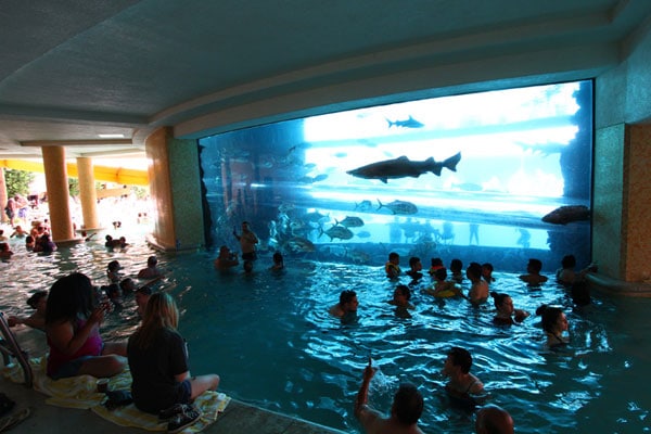 Swim with sharks during Las Vegas Golden Nugget Shark Days